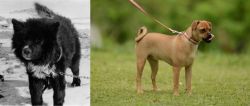 Sakhalin Husky vs Muggin - Breed Comparison