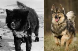 Sakhalin Husky vs Native American Indian Dog - Breed Comparison