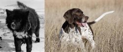 Sakhalin Husky vs Old Danish Pointer - Breed Comparison