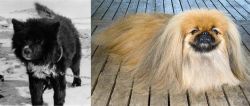 Sakhalin Husky vs Pekingese - Breed Comparison
