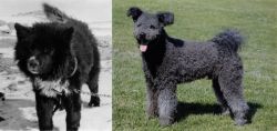 Sakhalin Husky vs Pumi - Breed Comparison