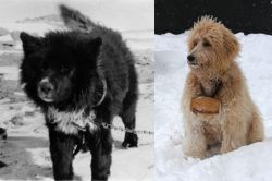 Sakhalin Husky vs Pyredoodle - Breed Comparison