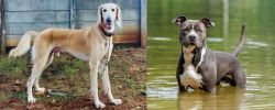 Saluki vs American Staffordshire Terrier - Breed Comparison