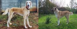 Saluki vs Anatolian Shepherd - Breed Comparison