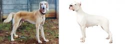 Saluki vs Argentine Dogo - Breed Comparison