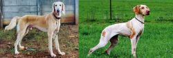 Saluki vs Ariege Pointer - Breed Comparison