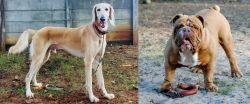 Saluki vs Australian Bulldog - Breed Comparison