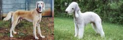 Saluki vs Bedlington Terrier - Breed Comparison