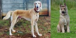 Saluki vs Belgian Shepherd Dog (Laekenois) - Breed Comparison
