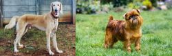 Saluki vs Brussels Griffon - Breed Comparison