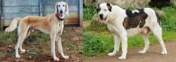 Saluki vs Central Asian Shepherd - Breed Comparison