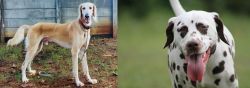 Saluki vs Dalmatian - Breed Comparison