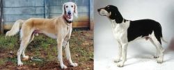 Saluki vs Francais Blanc et Noir - Breed Comparison