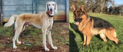 Saluki vs German Shepherd - Breed Comparison