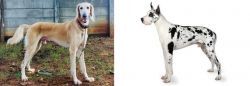 Saluki vs Great Dane - Breed Comparison