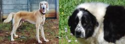 Saluki vs Greek Sheepdog - Breed Comparison