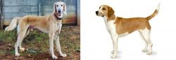 Saluki vs Harrier - Breed Comparison