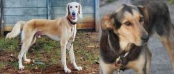 Saluki vs Huntaway - Breed Comparison