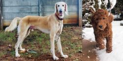 Saluki vs Irish Doodles - Breed Comparison