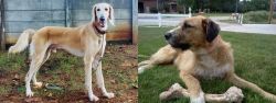 Saluki vs Irish Mastiff Hound - Breed Comparison