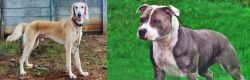 Saluki vs Irish Staffordshire Bull Terrier - Breed Comparison