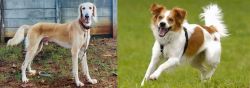 Saluki vs Kromfohrlander - Breed Comparison