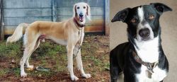 Saluki vs McNab - Breed Comparison