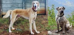 Saluki vs Perro Cimarron - Breed Comparison