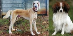 Saluki vs Phalene - Breed Comparison