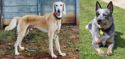 Saluki vs Queensland Heeler - Breed Comparison