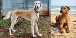 Saluki vs Rhodesian Ridgeback - Breed Comparison