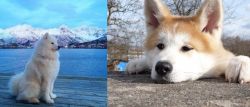 Samoyed vs Akita - Breed Comparison