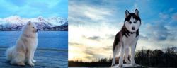 Samoyed vs Alaskan Husky - Breed Comparison