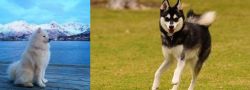 Samoyed vs Alaskan Klee Kai - Breed Comparison