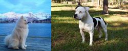 Samoyed vs American Bulldog - Breed Comparison