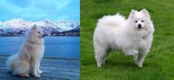 Samoyed vs American Eskimo Dog - Breed Comparison