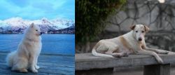 Samoyed vs Askal - Breed Comparison