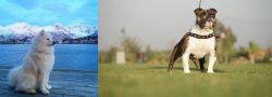 Samoyed vs Bantam Bulldog - Breed Comparison