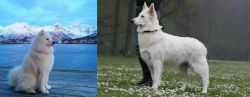 Samoyed vs Berger Blanc Suisse - Breed Comparison