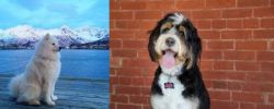Samoyed vs Bernedoodle - Breed Comparison
