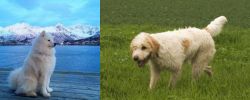 Samoyed vs Briquet Griffon Vendeen - Breed Comparison