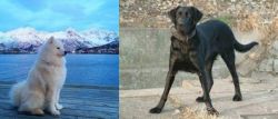 Samoyed vs Cao de Castro Laboreiro - Breed Comparison