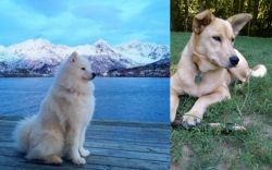 Samoyed vs Carolina Dog - Breed Comparison