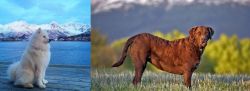 Samoyed vs Chesapeake Bay Retriever - Breed Comparison