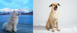Samoyed vs Chinook - Breed Comparison