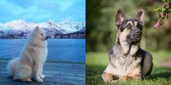 Samoyed vs East European Shepherd - Breed Comparison