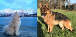 Samoyed vs German Shepherd - Breed Comparison