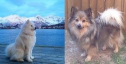Samoyed vs German Spitz (Mittel) - Breed Comparison