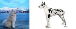 Samoyed vs Great Dane - Breed Comparison
