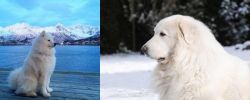 Samoyed vs Great Pyrenees - Breed Comparison